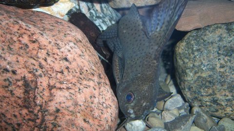 Synodontis euptera 3.JPG