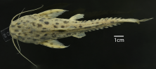 Pterodoras_spotted_ANSP_181197_D_PK.png