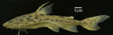 Pterodoras_spotted_ANSP_181197_LL_PK.png