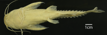 Pterodoras_spotted_ANSP_181197_V_PK.png