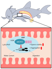 Fig. 5. Mechanism showing the role of SV proteins in sperm drinking.<br />In SVF, caCA12 inhibits sperm motility immediately after male ejaculation<br />and within the gastrointestinal tract, preventing sperm from expending<br />energy prematurely. The viscosity of SVF, combined with the enzymatic<br />activity of caCA12, acts as a barrier, preventing sperm from diffusing into the<br />gastrointestinal tract and so protecting sperm from digestion. After passing<br />through the gastrointestinal tract, caCA12 is digested or removed from the<br />sperm surface, allowing sperm to regain motility and move towards the eggs.<br />A2M, alpha-2-macroglobulin; Ly6/uPAR, lymphocyte antigen 6/urokinasetype<br />plasminogen activator receptor.
