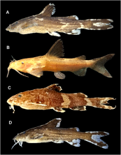 Fig. 1. Lateral view of four species of Pseudolaguvia from the Northeastern India with serrated anterior edge of dorsal<br />spine (A) Pseudolaguvia fucosa (Photo courtesy H. H. Ng) (B) P. muricata (Photo courtesy H. H. Ng), (C) P. ribeiroi<br />(26.2 mm SL; Reg. No. ADBU-MF 5475), (D) P. virgulata (Photo courtesy H. H. Ng).