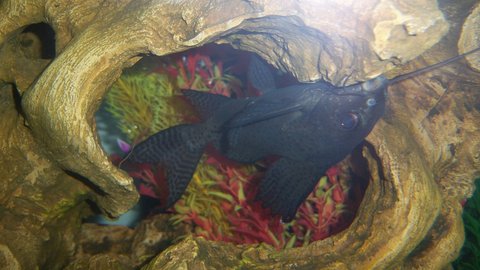 Synodontis euptera 6.JPG