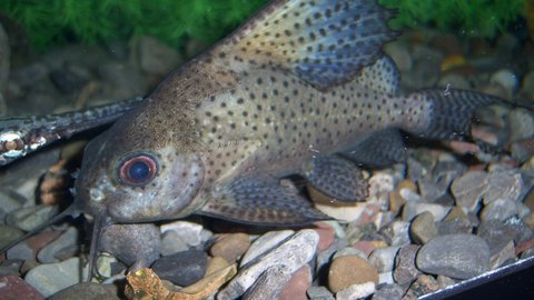 Synodontis euptera 8.JPG