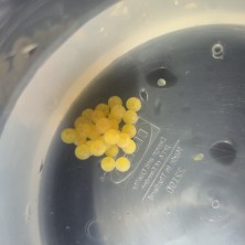 20250615_074554.jpg