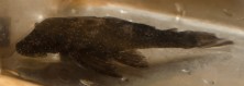 Ancistrus.L071-3.jpg