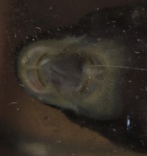 Ancistrus.L071-2.jpg