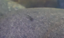 Erethistes minusculus first spawn 2025-06-19.png
