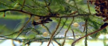 E. minusculus eggs 1 day