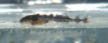 E. minusculus 1 week