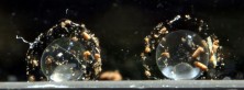 E. jerdoni, eggs