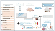 Graphical abstract