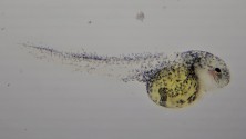 Fry, immediately after hatching
