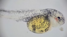 Fry, immediately after hatching