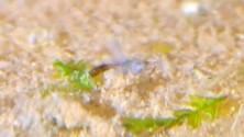 Unhatched egg, about to hatch