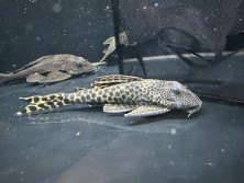 IMG_5061.jpeg
