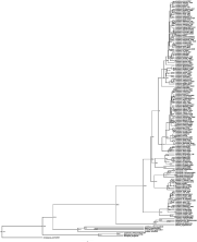 Figure 3. Time-calibrated tree estimated in BEAST demonstrating the phylogenetic relationships of Corydoradinae and the age values ​​of the nodes of each monophyletic lineage estimated in BioGeoBEARS.