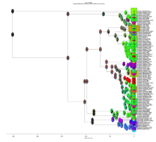 Figure 2. Evolution of the ancestral distribution of Corydoradinae by bioregions estimated in BioGeoBEARS. The results show that the most recent common ancestor of all corydoradines originated in the Late Cretaceous around 135 Ma in the lowlands of the Proto-Orinoco-Amazon basin with multiple dispersal events to the highlands of the Brazilian and Guiana shields.