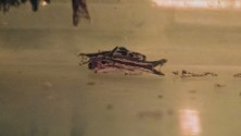 the &quot;other&quot; form of gyrinus in the facility where I'm seeing them
