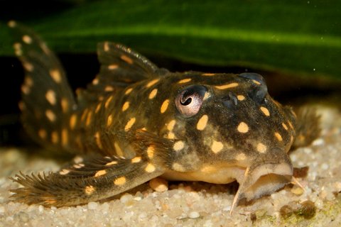 L201 male