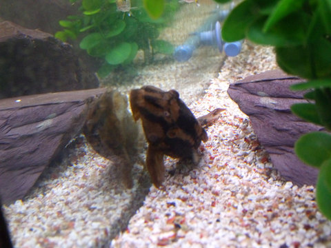 pleco2.jpg