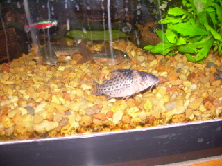 NEW CORYS 2 008.jpg