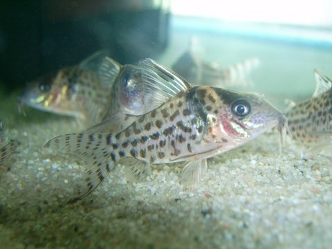 one Cory of the new group