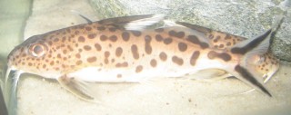 IMG_5935.JPG