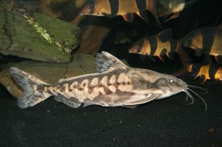Megalodoras uranoscopus on its bi-yearly tank cruise