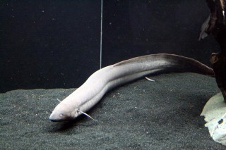 Favorite fish and reason for the larger tank.