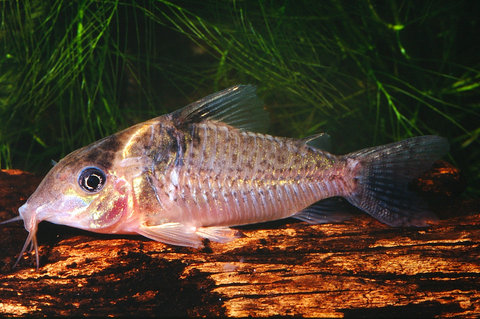 Corydoras cf melanistius.jpg