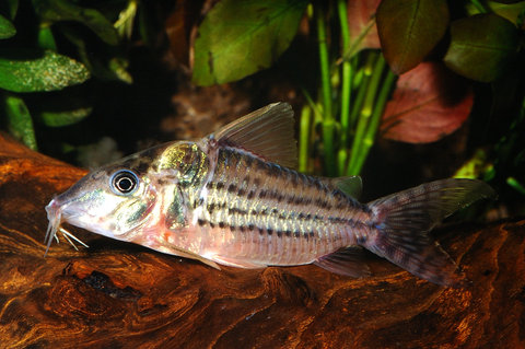 Corydoras cf pulcher.jpg