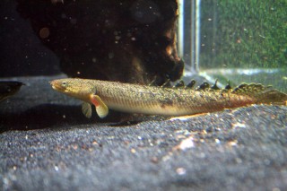 smallest of the bunch