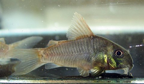 concolor_4months.jpg