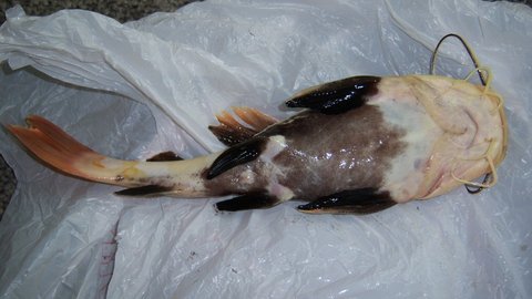 100_2272.JPG