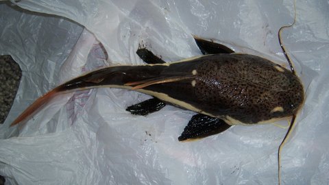100_2274.JPG