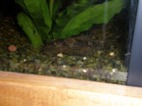 marble pleco