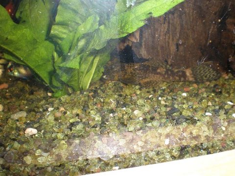 marble pleco