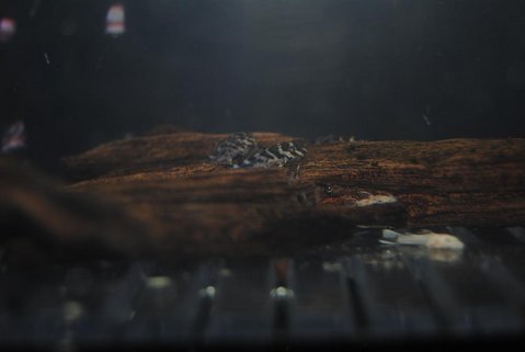 Hypancistrus sp L-066 40 Days old 2.JPG