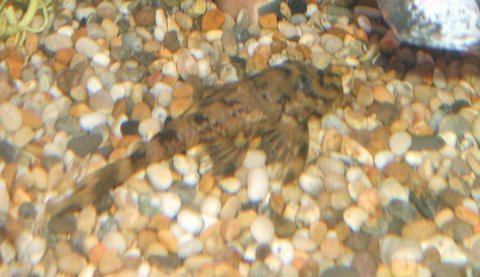 pleco candy.JPG