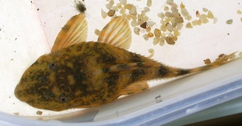 male, looks like a little brush