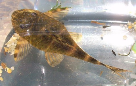 female in her right colour