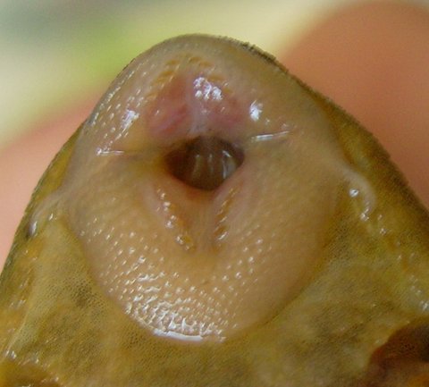 the males suckermouth