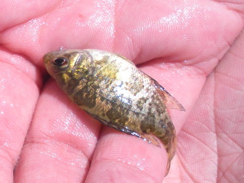 Rockbass