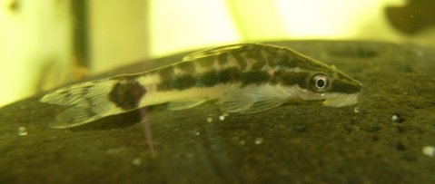 Oto 3.JPG