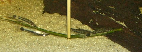 Oto 4.JPG