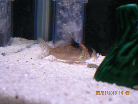 Corydoras Bicolor 1.jpg