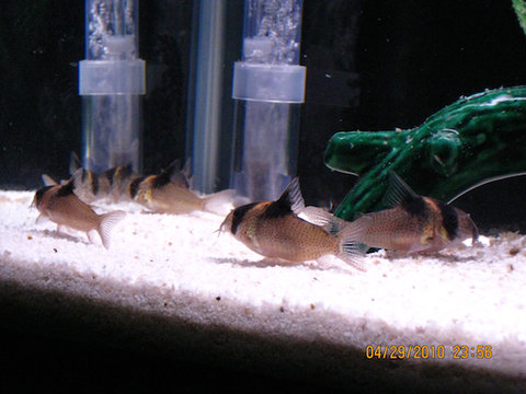 Corydoras Bicolor 9.jpg