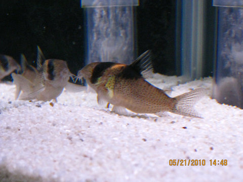 Corydoras Bicolor 4.jpg