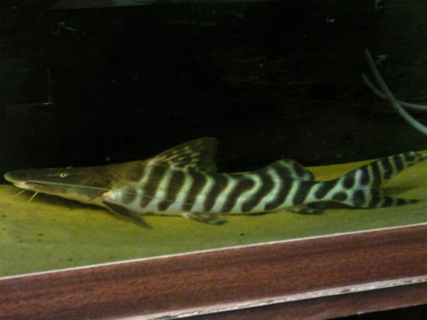Tigrinus1.jpg